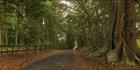 Norfolk Island Banyan - NSW T (PBH4 00 12026)